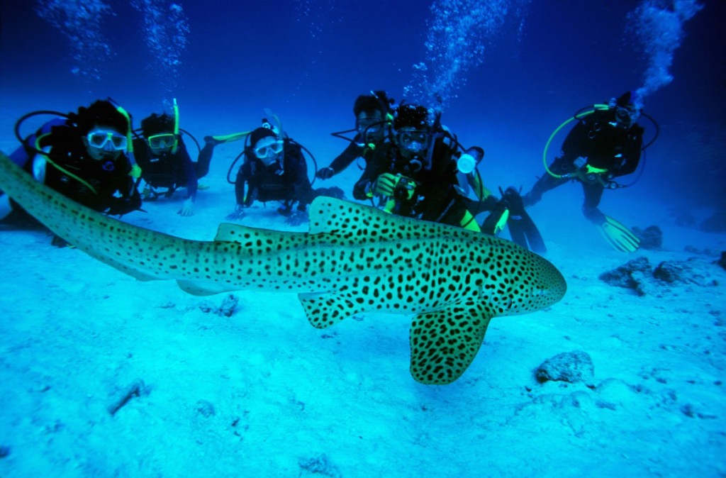 Diving-in-Thailand